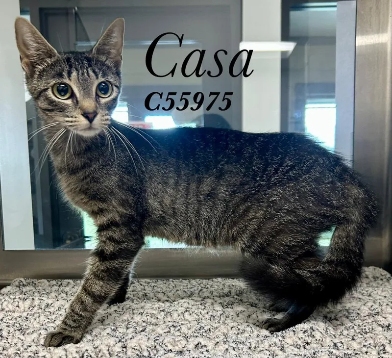 A young medium-sized female Domestic Short Hair cat named Casa for adoption in Clarksville, TN