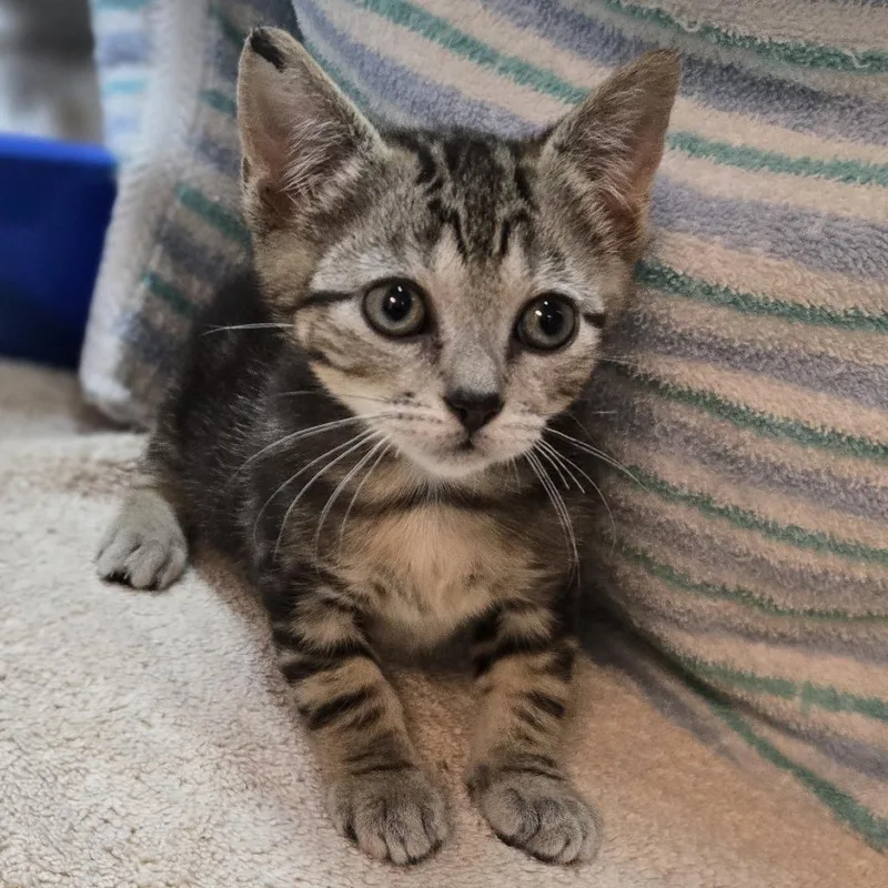 A baby small-sized female Domestic Short Hair cat named Willow for adoption in Pittsburgh, PA