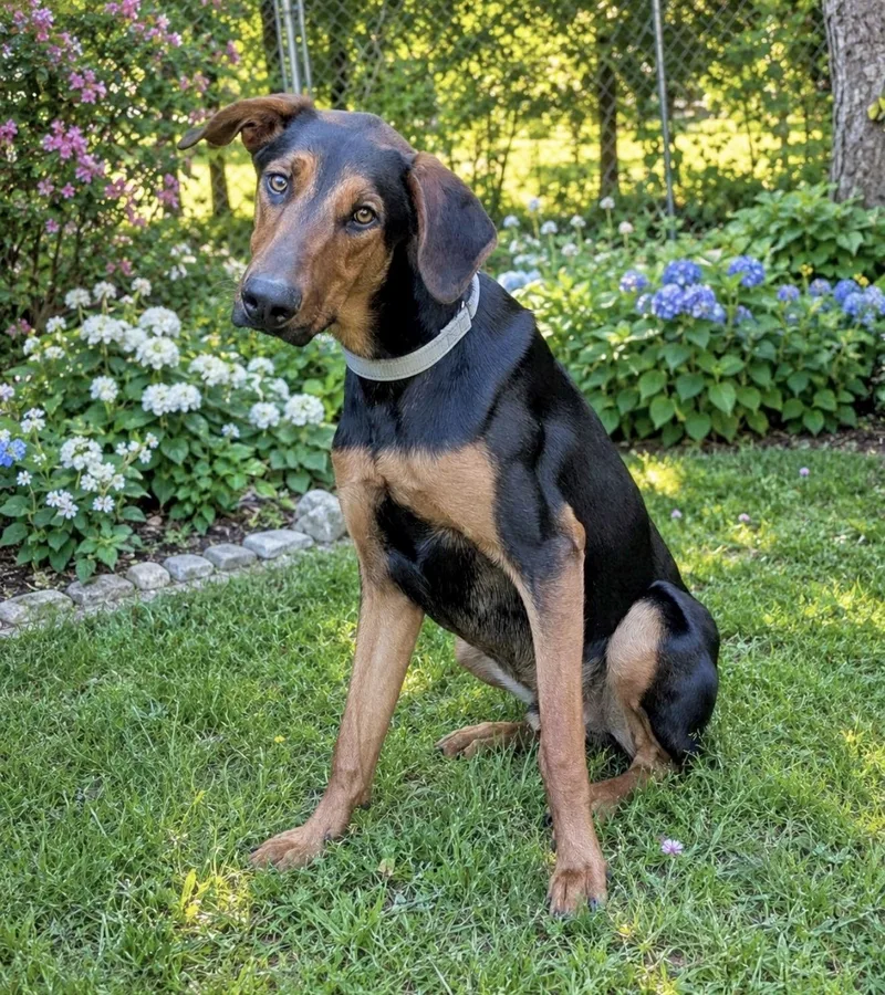 A baby large-sized male Doberman Pinscher dog named Kirk for adoption in Huntingtown, MD