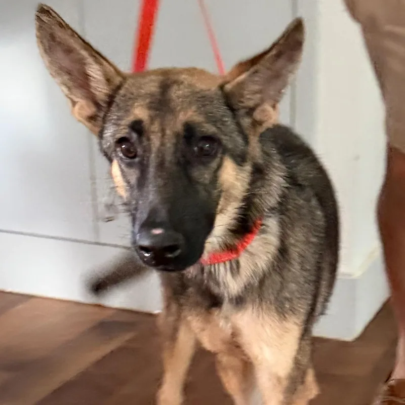 A young medium-sized female German Shepherd Dog dog named Bella for adoption in Brentwood, TN