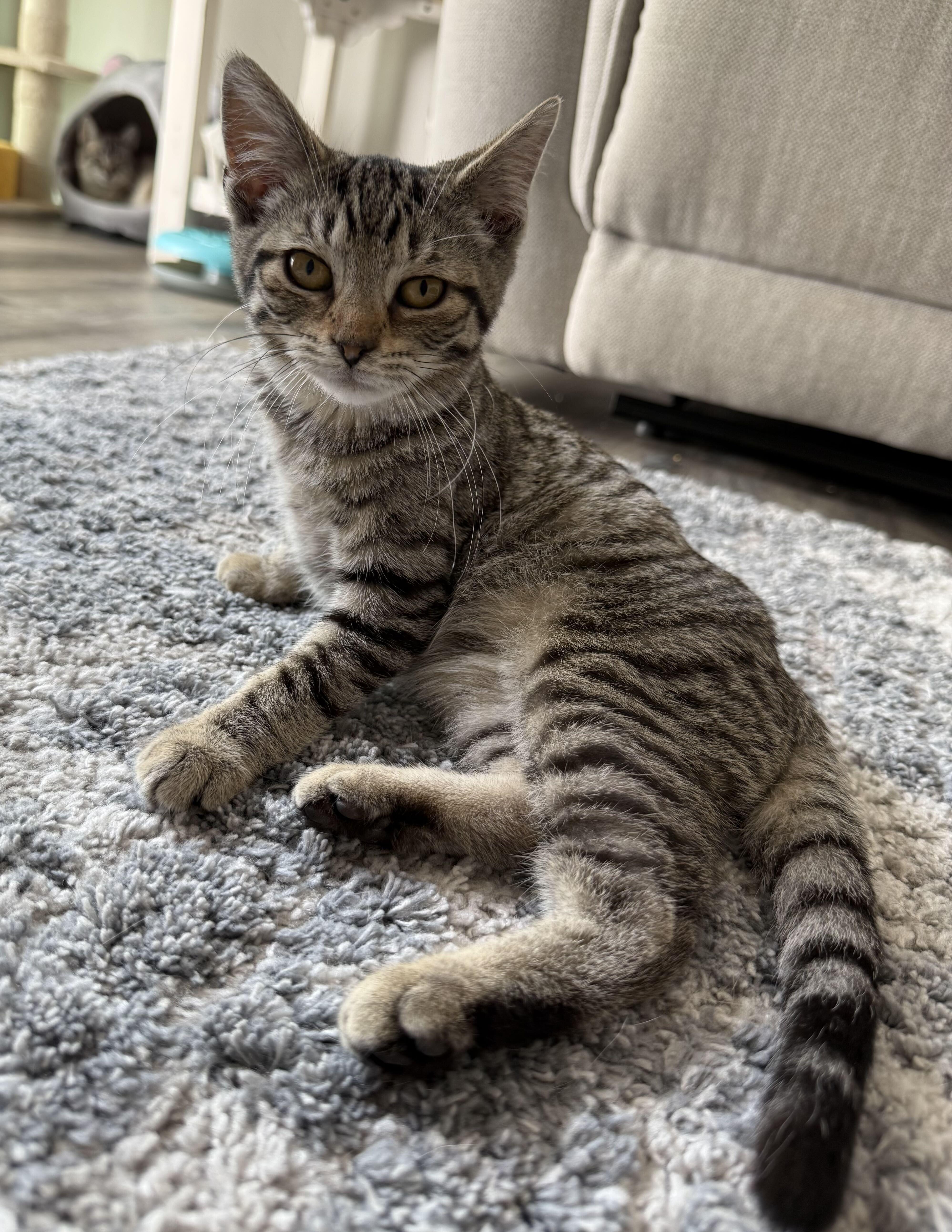 A baby medium-sized female Tabby (Brown / Chocolate) Tabby cat named Scarlett for adoption in East Amherst, NY