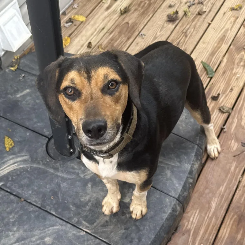 A young medium-sized male Beagle dog named Gee for adoption in Waynesville, NC
