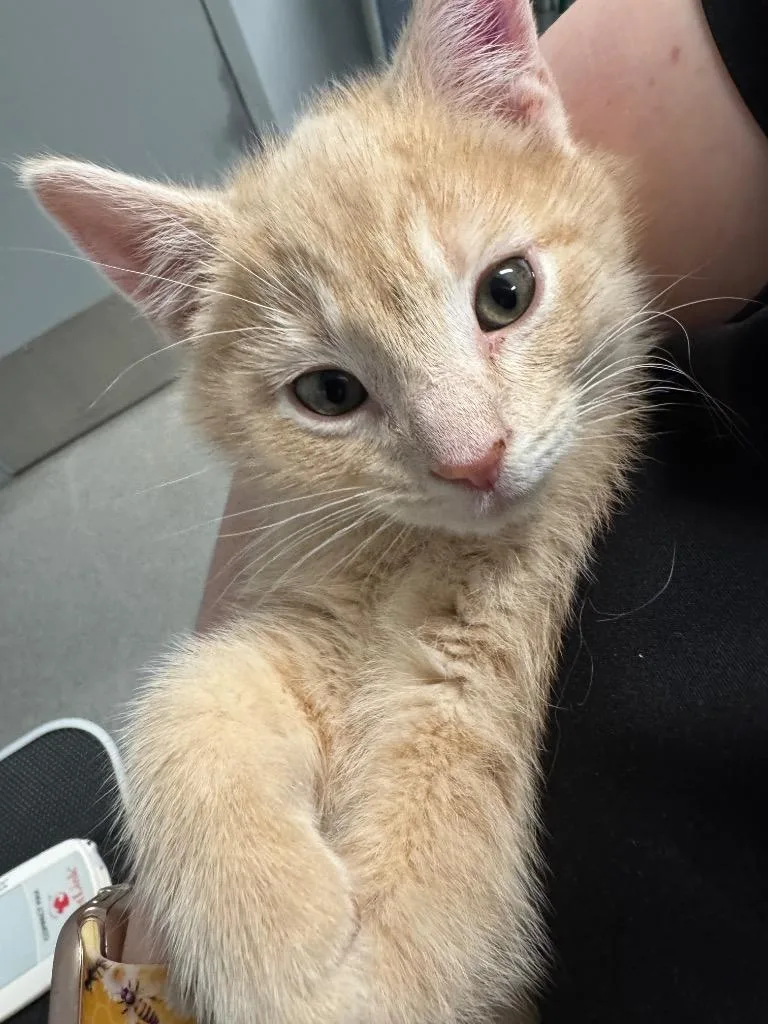 A baby medium-sized male Domestic Medium Hair cat named Shogun for adoption in Bloomington, IN