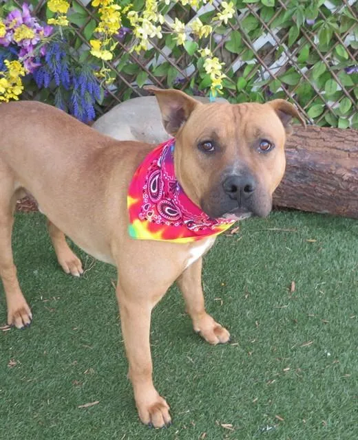 A young large-sized male Pit Bull Terrier dog named Rex for adoption in Oklahoma City, OK