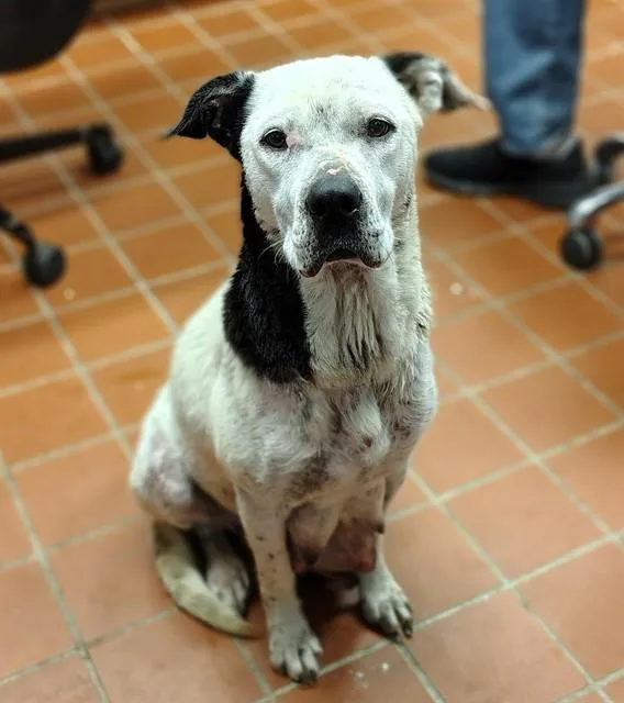 A young large-sized female Pit Bull Terrier dog named Hope for adoption in Augusta, GA