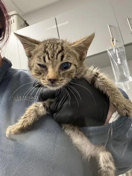 A baby small-sized male Domestic Short Hair cat named Esteban for adoption in Sevierville, TN