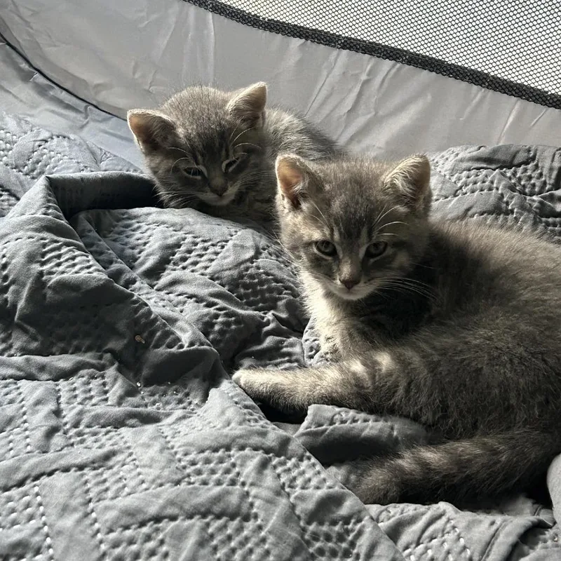 A baby small-sized male Gray / Blue / Silver Domestic Short Hair cat named Cash Ramishvili for adoption in Merrifield, VA