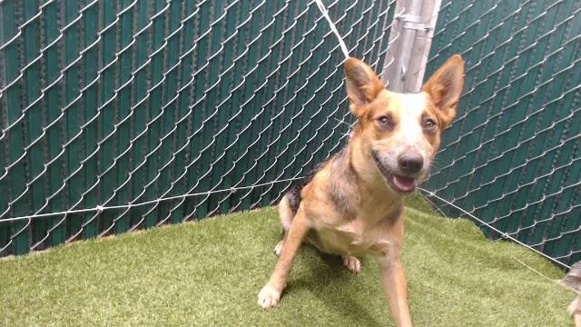 A young medium-sized female Australian Cattle Dog / Blue Heeler dog named Snickers for adoption in Downey, CA