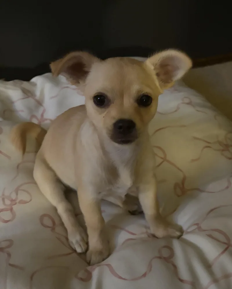 Sophie