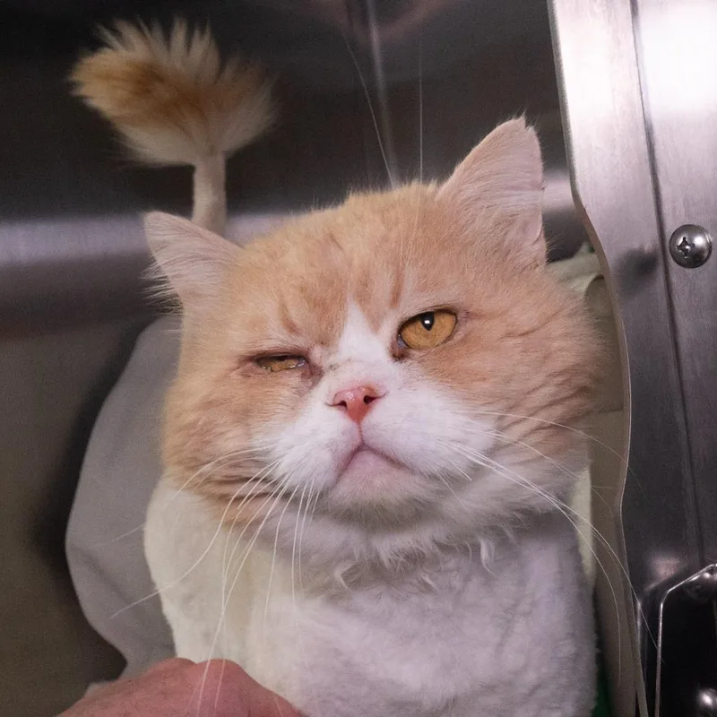A young medium-sized male Domestic Short Hair cat named Hank Ellis for adoption in Shoreline, WA