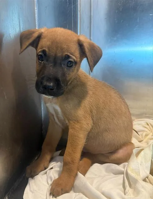 A baby small-sized male American Staffordshire Terrier dog named Snail for adoption in San Antonio, TX