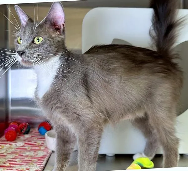 A young small-sized female Domestic Medium Hair cat named Stevie for adoption in Sherwood, OR