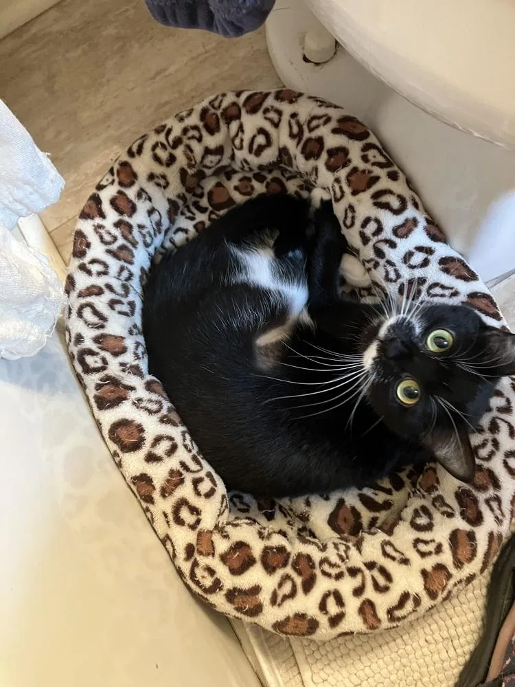 Maisie  Ar thumbnail 2