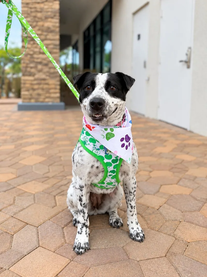 A senior medium-sized female Cattle Dog dog named Winnie for adoption in Las Vegas, NV