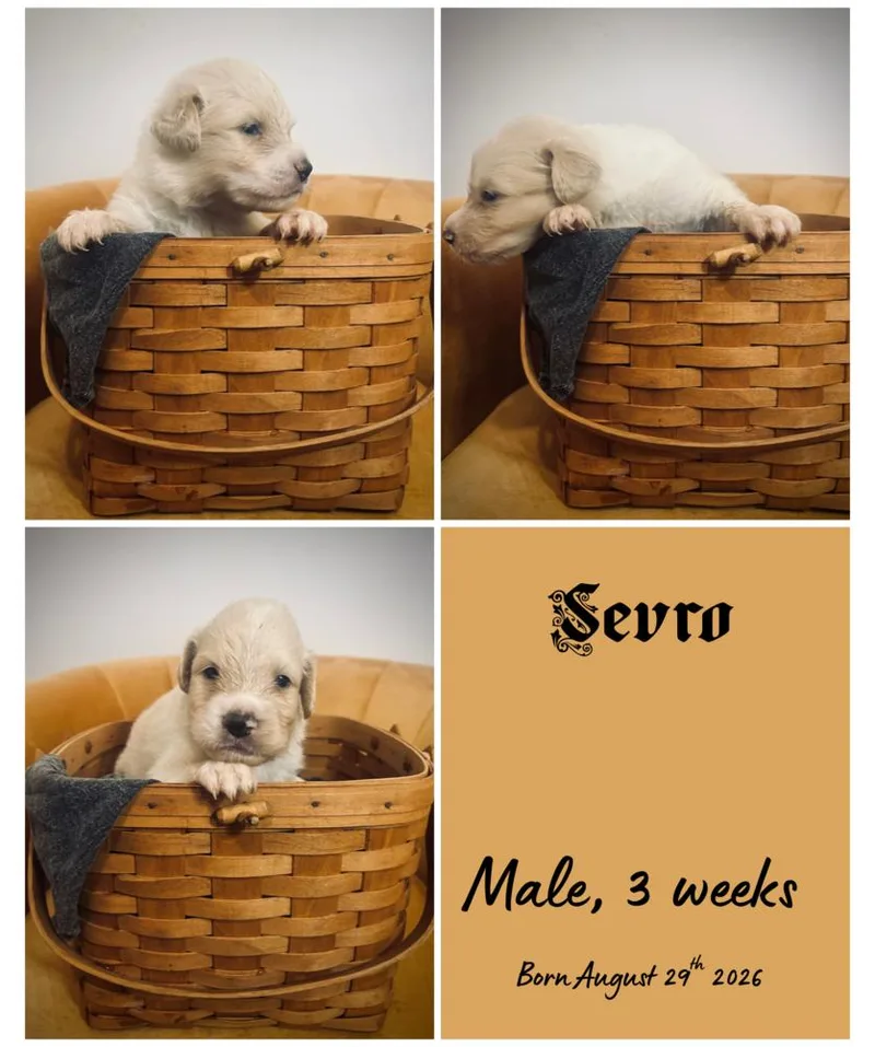 A baby small-sized male Border Collie dog named Sevro for adoption in Milton, FL