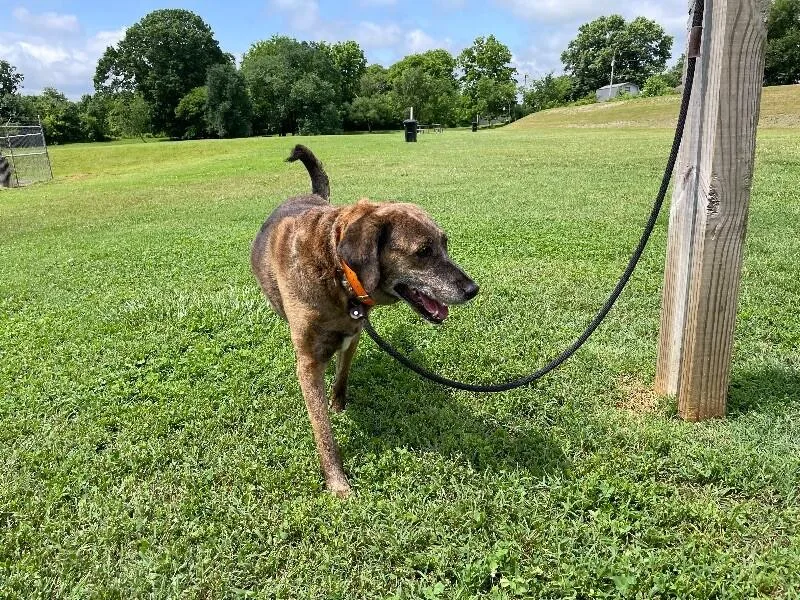 Tevyetundra thumbnail 3