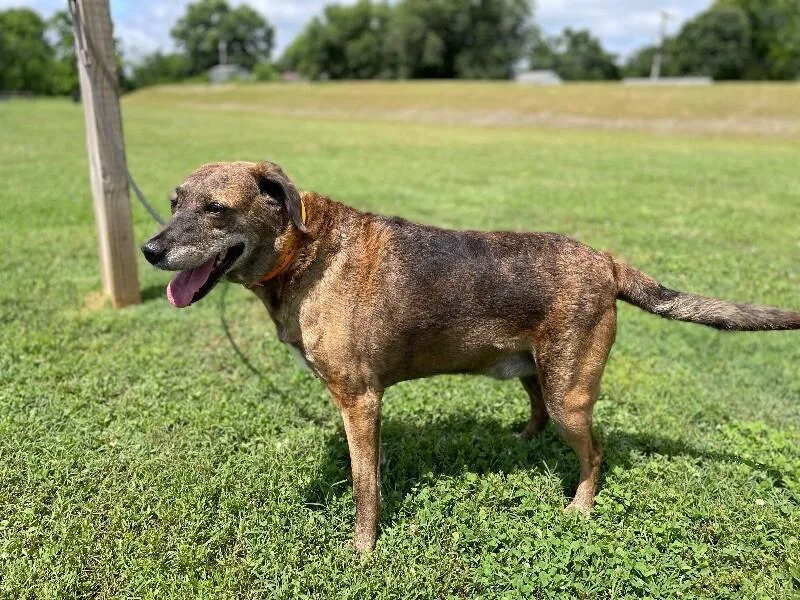 Tevyetundra thumbnail 5