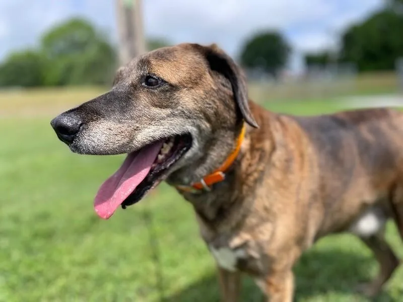 Tevyetundra thumbnail 6