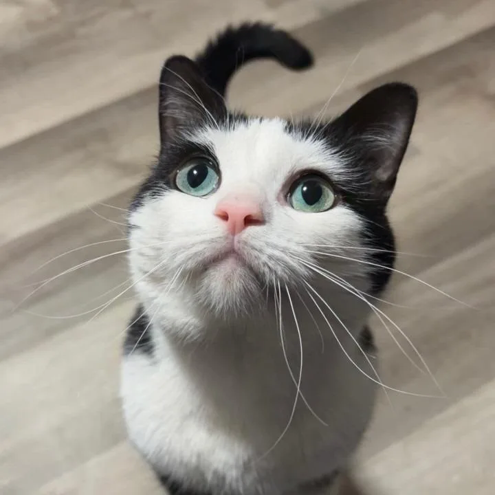 An adult medium-sized female White Domestic Short Hair cat named Bean for adoption in Belleville, IL