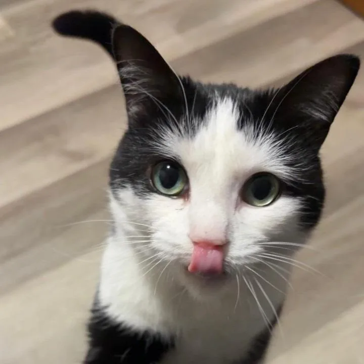 Bean thumbnail 5