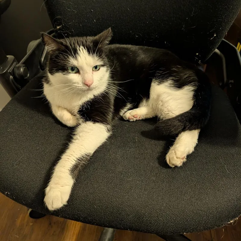 Bean thumbnail 6