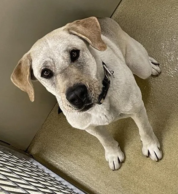 An adult large-sized male Anatolian Shepherd dog named Mr. X for adoption in Escondido, CA