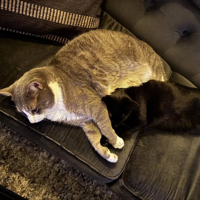 An adult extra large-sized male Gray / Blue / Silver Domestic Short Hair cat named Gaston for adoption in New York, NY