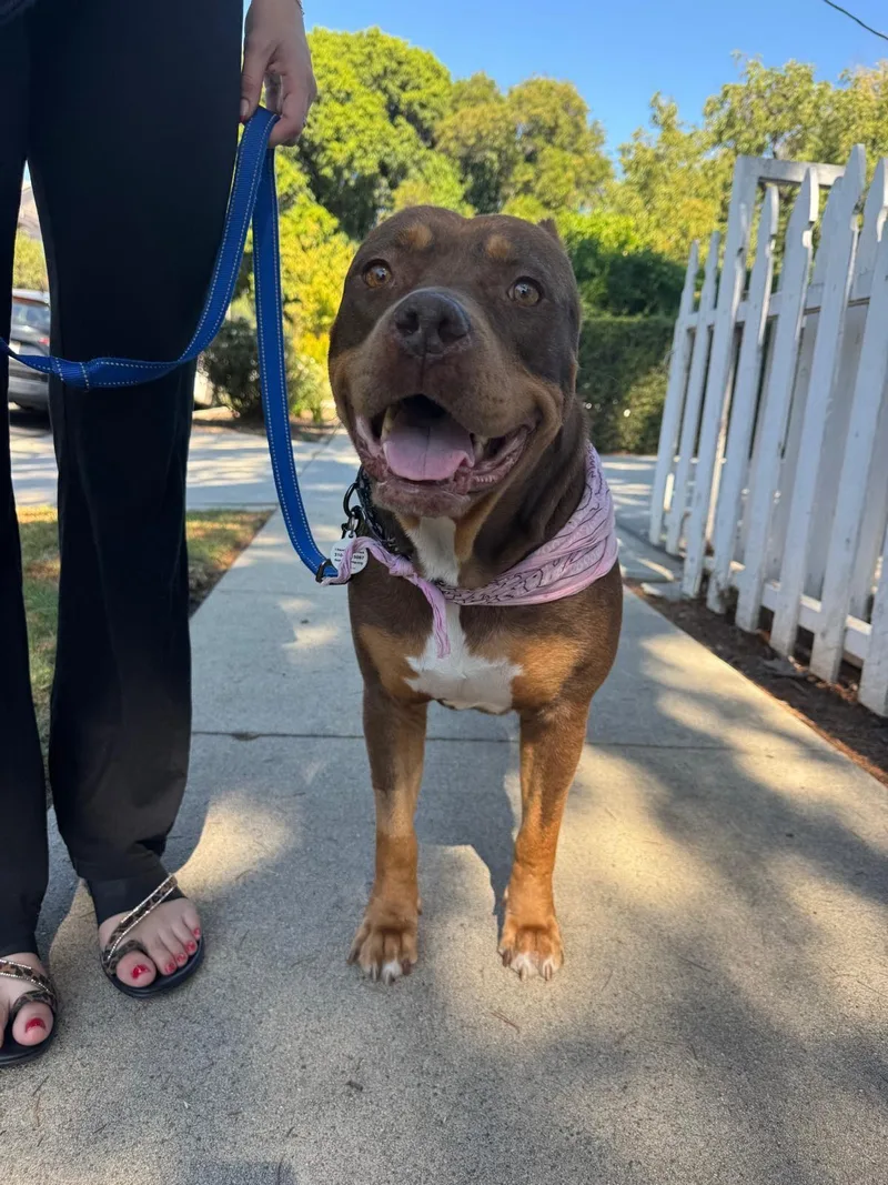 A young large-sized female American Bully dog named Sunny for adoption in Los Angeles, CA