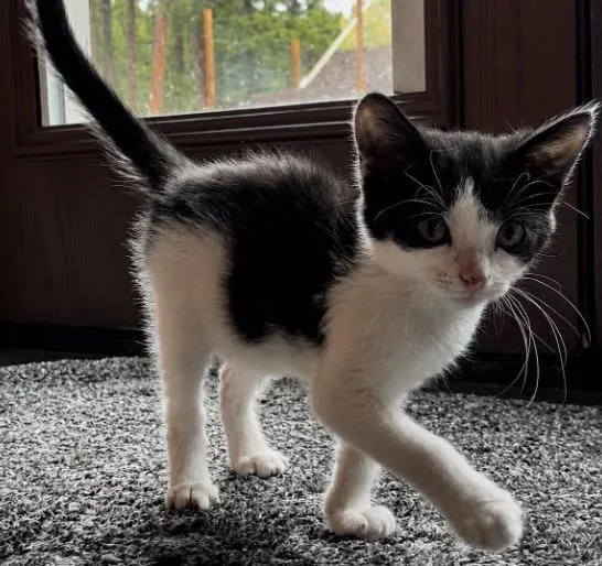 A baby small-sized male Domestic Short Hair cat named Sid for adoption in Colorado Springs, CO