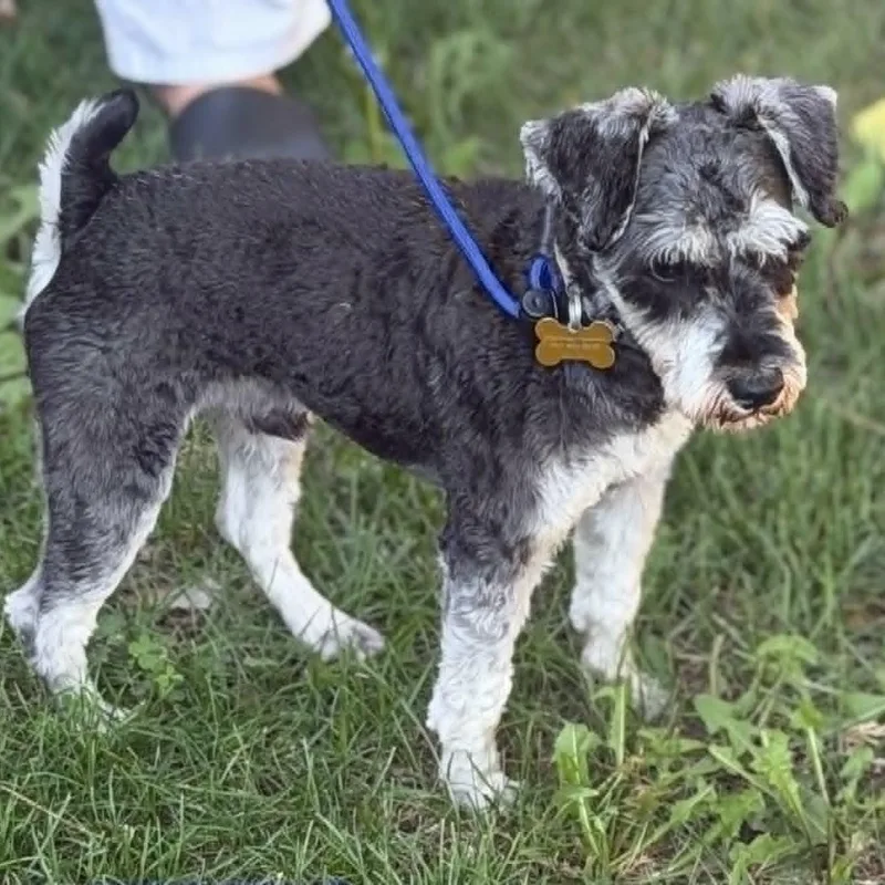 A young small-sized male Gray / Blue / Silver Miniature Schnauzer dog named Oscar for adoption in Loveland, CO