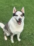 A senior large-sized male Husky dog named Koda O for adoption in Sherman, TX