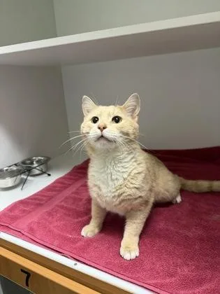 An adult small-sized male Domestic Short Hair cat named Monty for adoption in Fairfax, VA
