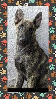 A baby medium-sized male Brindle Dutch Shepherd dog named Shadow for adoption in Santa Ana, CA