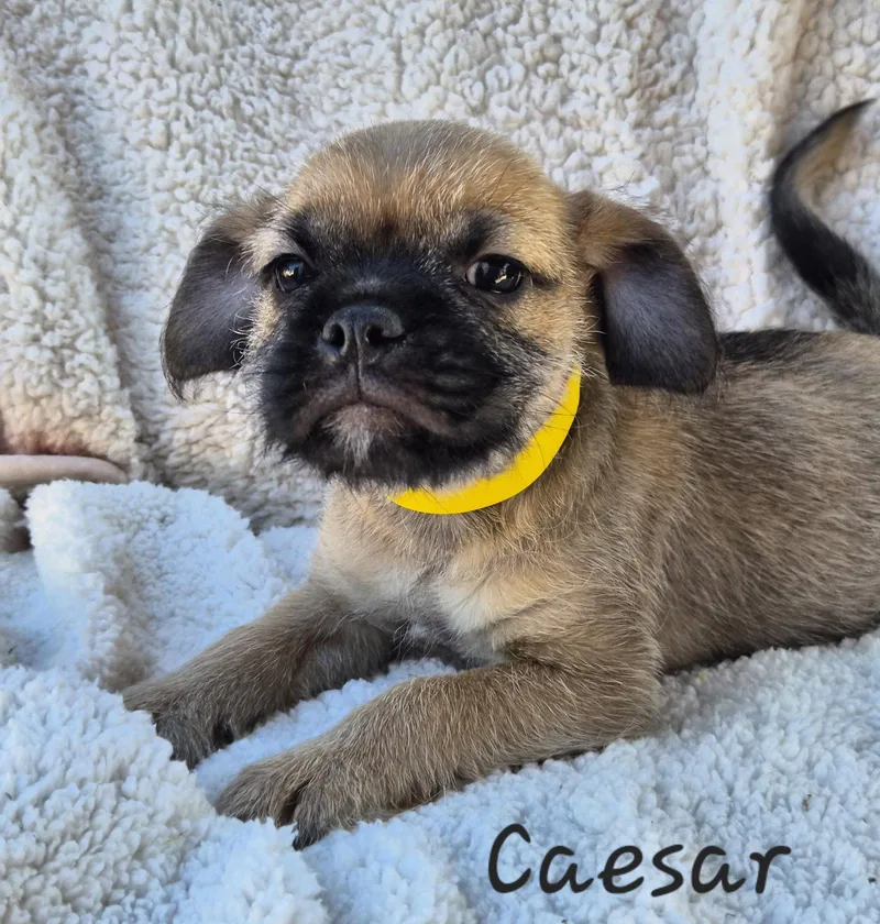 A baby small-sized male Pug dog named Caesar for adoption in Phelan, CA