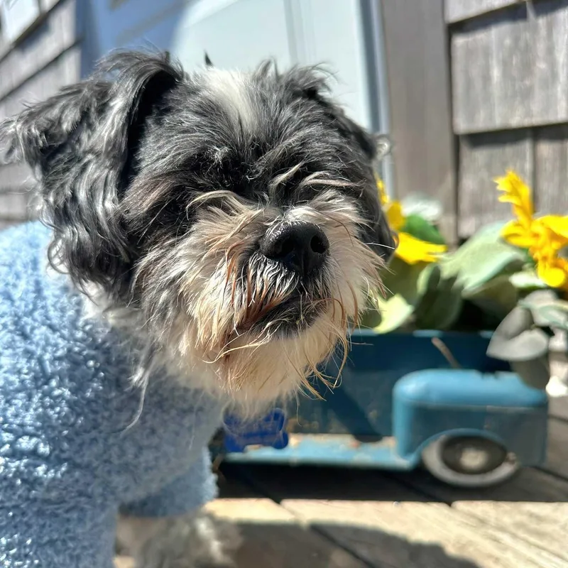 A senior small-sized male Black Shih Tzu dog named Nixon for adoption in Nantucket, MA