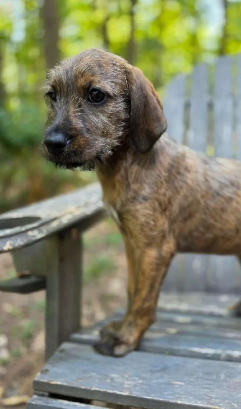 A baby medium-sized female Brindle Goldendoodle dog named Samba for adoption in Pittsboro, NC