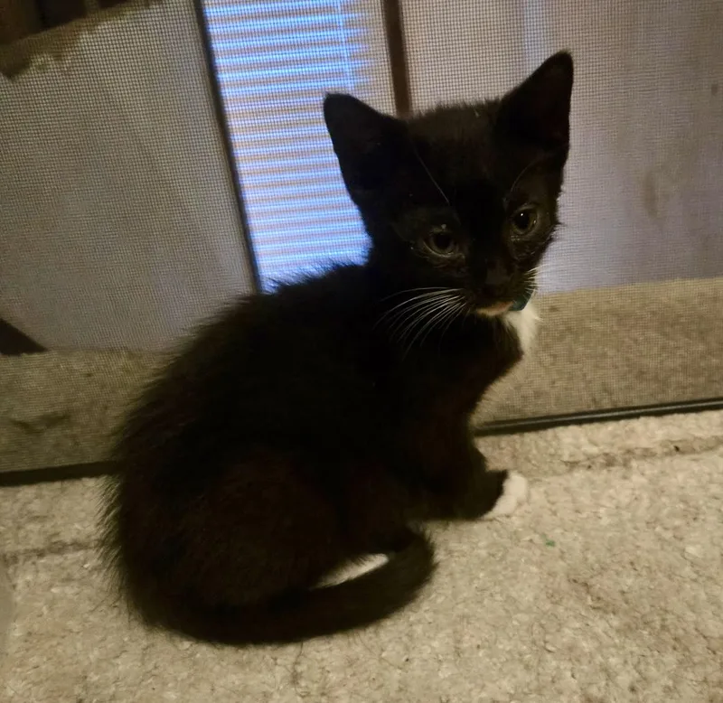 A baby medium-sized female Black Domestic Short Hair cat named Raven for adoption in Cleveland, OH