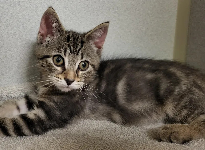 A baby medium-sized male Tabby (Brown / Chocolate) Domestic Short Hair cat named Rob for adoption in Grayslake, IL