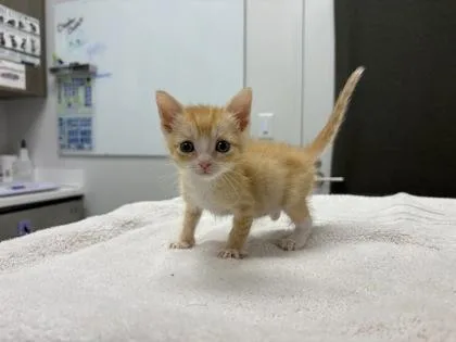 A baby small-sized female Orange / Red Domestic Short Hair cat named Bunny for adoption in Kansas City, MO