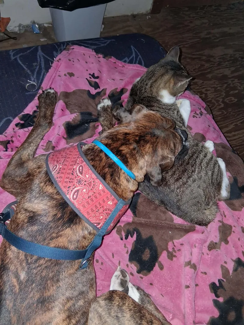 A young medium-sized female Boxer dog named Ingrid for adoption in Katy, TX
