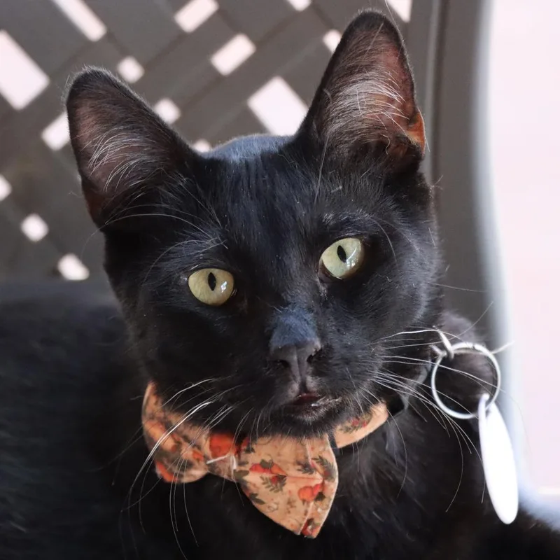 A young small-sized male Black Domestic Short Hair cat named Astolfo for adoption in Tucson, AZ