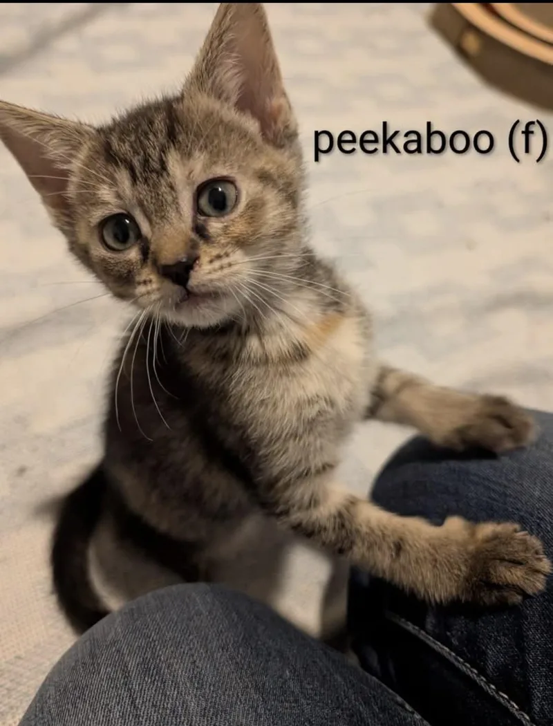 A baby medium-sized female Torbie Domestic Short Hair cat named Peekaboo for adoption in Woodlawn, TN