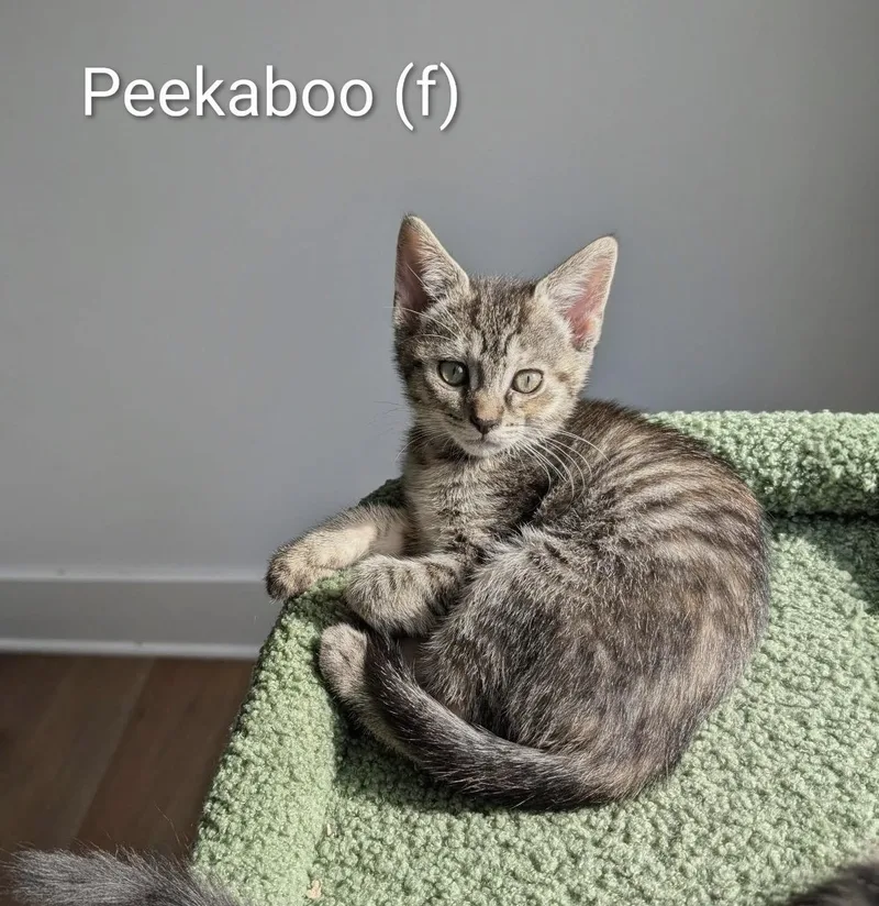 Peekaboo thumbnail 2