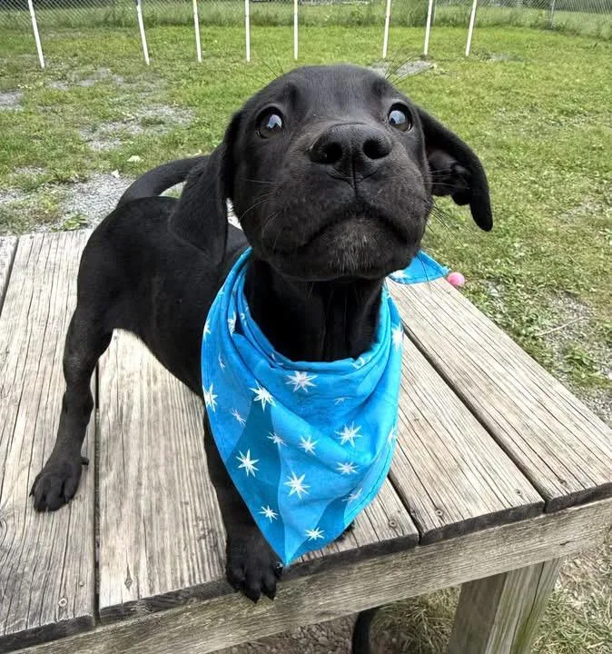 A young medium-sized female Black Labrador Retriever dog named Roselyn for adoption in Howes Cave, NY
