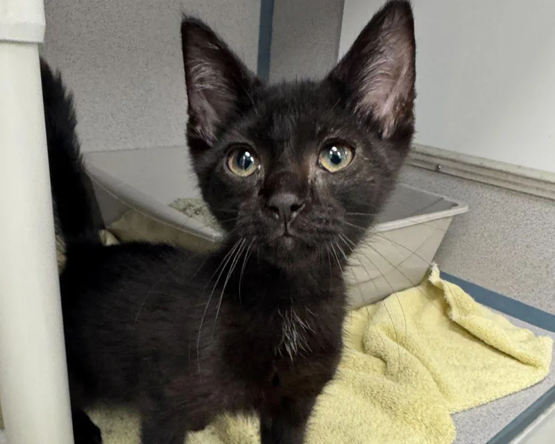 A baby small-sized male Black Domestic Short Hair cat named Sabo for adoption in Raleigh, NC