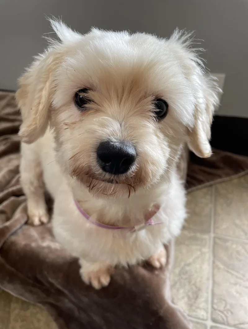 Bea