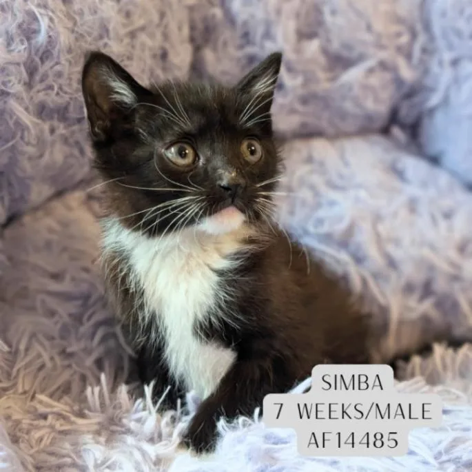Simba