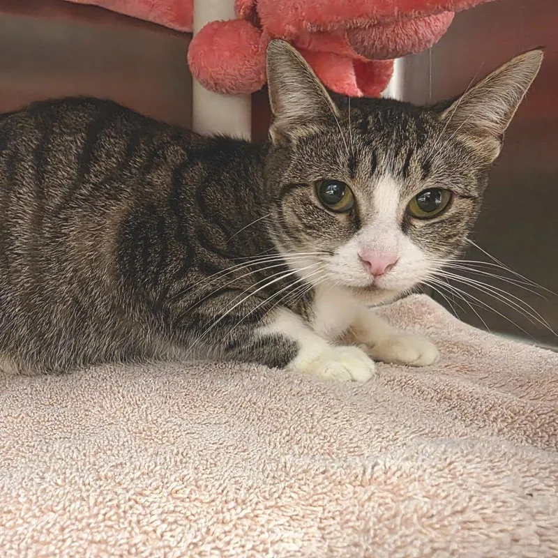 A young medium-sized female Brown / Chocolate Domestic Short Hair cat named Private Prosciutto for adoption in Fort Wayne, IN