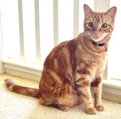 An adult medium-sized male Domestic Short Hair cat named Kyo for adoption in Honolulu, HI