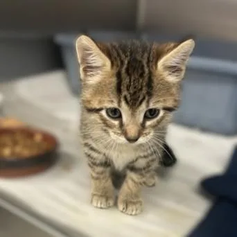 Gus